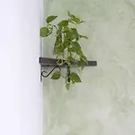 Colifata 베로나